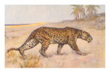 Leopard Prints