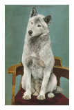 Malamute on Chair Photo