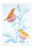 Vacher et fauvette jaune, illustration Posters
