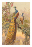 Paons dans un arbre Posters