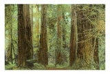Redwoods, Muir Woods, California Poster