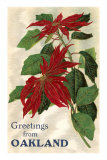 Greetings from Oakland, California, Poinsettias Photo