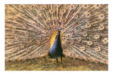 Peacock in Display Póster Peacock in Display Póster