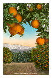 Orange Grove with Mountains in Background Kunstdrucke