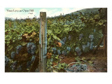 Vines Love an Open Hill, Vineyard Poster