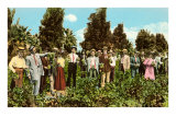 Raisin Vineyard, Fresno, California Photo