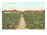 A California Vineyard Prints