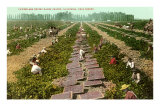 Picking, Drying Raisin Grapes, Fresno, California Prints