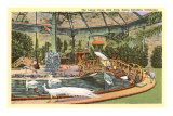 Bird Park with White Peacocks, Catalina Posters