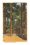 Cabane en rondins, Minnesota Posters
