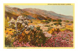 Chollas and Wildflowers, Borrego Springs, California Posters