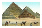 Pyramides de Gizeh, chameaux, Egypte Posters