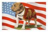 Marine Corp Boxer Dog with Flag Pósters