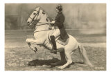 Lipizzan Affiche