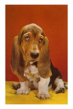 Bassett Hound Posters