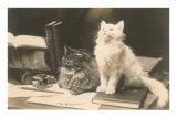 The Bookkeepers, Cats on Desk Posters