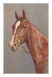 Brown Horse Posters