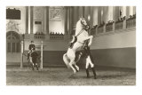 Lipizzan, Vienne, Autriche Posters