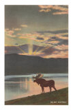 Elk at Sunset, Big Sky, Montana Pósters