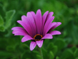 Purple Flower Photographic Print by Paul Tolhurst