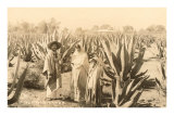 Indigènes de la plantation Maguey, Mexique Posters