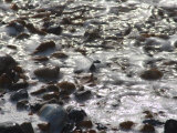 Pebble Wash Photographic Print by Paul Tolhurst