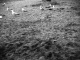 Seagulls Photographic Print by Dan Fone