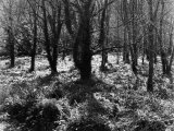 Woods Photographic Print by Dan Fone