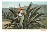 Man Harvesting Maguey Juice for Tequila, Mexico Posters Man Harvesting Maguey Juice for Tequila, Mexico Posters