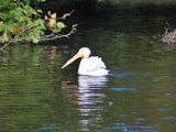 Pelican Photographic Print by Paul Tolhurst