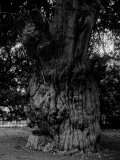 Gnarled Tree Photographic Print by Dan Fone