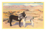 Desert Sweethearts, Nuzzling Burros Plakáty