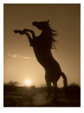 Rearing Horse Silhouette Giclee Print by Robert Dawson