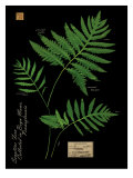 Sensitive Fern Reproduction procédé giclée par Brian Foster