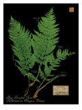Hay Scented Fern Reproduction procédé giclée par Brian Foster