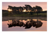 Trees in Reflection I Giclee Print by Robert Strachan