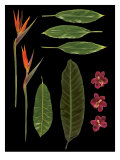 Tropical Two Giclee Print by Brian Foster