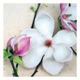 Magnolia Diva I Giclee Print by Heather Johnston