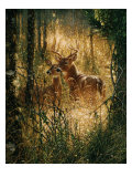 Golden Moment Gicleetryck av Collin Bogle Golden Moment Gicleetryck av Collin Bogle