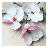 Magnolia Diva II Giclee Print by Heather Johnston