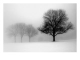 Winter Trees I Giclee Print by Ilona Wellmann