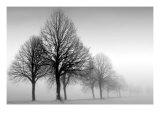 Winter Trees III Reproduction procédé giclée par Ilona Wellmann