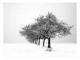 Winter Tree Line I Giclee Print by Ilona Wellmann