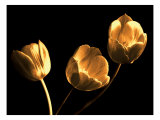 Tulip Trio Giclee Print by Ilona Wellmann