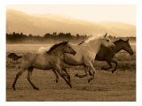 Horse Trio reproduction procédé giclée par Robert Dawson
