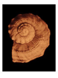 Proteus Shell XIII Giclee Print by Heather Johnston