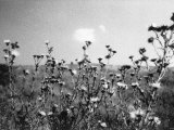 Grass and the Sky, Italy Photographie par Tomaru Eiichi