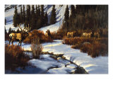 Winter Range Elk Giclee Print by Paco Young