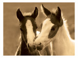 Playful Friends Reproduction procédé giclée par Robert Dawson