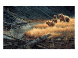 Yellowstone Grizzlies Giclee Print by Paco Young